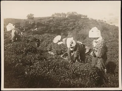 Picking tea leaves at Shizouka tea plantation