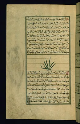 An Onion Plant