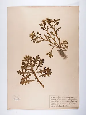 Senecio vulgaris