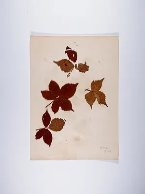 4 autumn leaf sprigs, unknown species