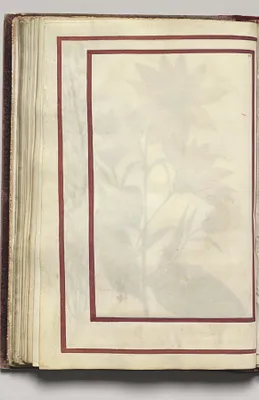Border, folio 28 (verso), from Florilegium (A Book of Flower Studies)