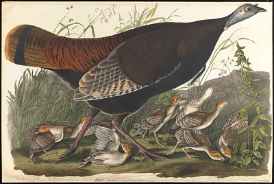 Wild turkey