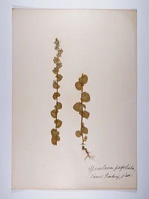 Triodanis perfoliata, Specularia perfoliata