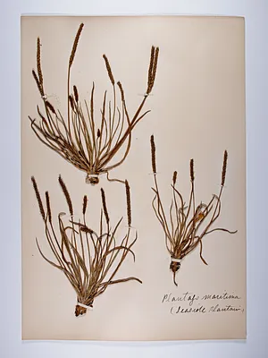 Plantago maritima