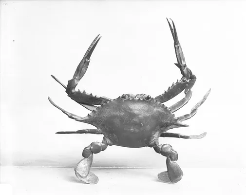 Crab in Attack Posture