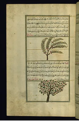 A Balsam Tree and an Oak Tree