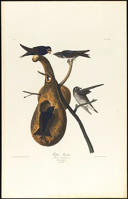 Purple martin