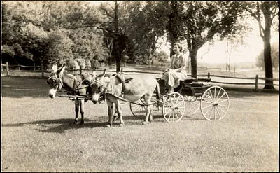 Woman driving large-wheeled, open carriage pulled by what appear to be two donkeys