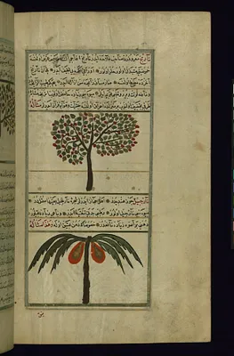 An Orange Tree and a Coconut Tree