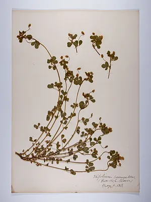 Trifolium campestre, Trifolium procumbens