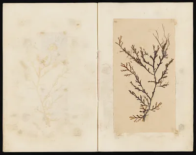 p. 31