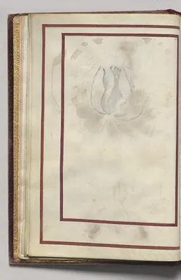 Border, folio 6 (verso), from Florilegium (A Book of Flower Studies)