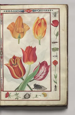 Tulips with Poppy, Carnation, Snail, Bug, and Frog Border, folio 3 (recto), from Florilegium (A Book of Flower Studies)