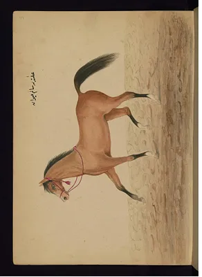 A Healthy Horse