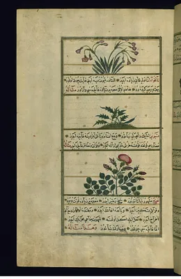 Three Plants: Narcissus (Narjis), Aniseed (Nankhva), and Wild Rose (Nasrin)