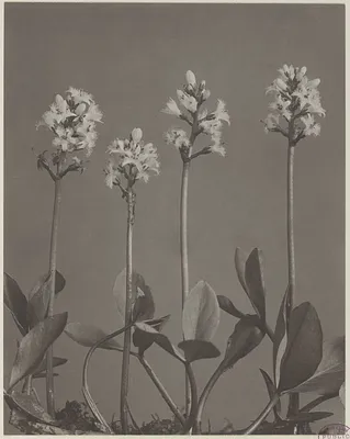 16. Menyanthes trifoliata, buck-bean, bog-bean