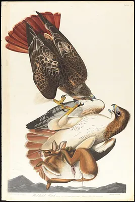 Red-tailed hawk