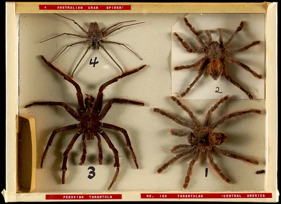 No. 1&2 tarantulas - Central America, Peruvian tarantula, 4 Australian crab spider