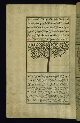 A Camphor Tree