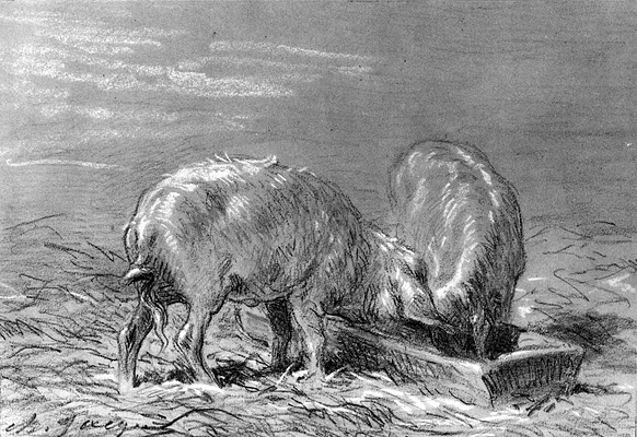 Two Pigs Eating from a Trough