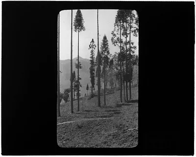 Trees