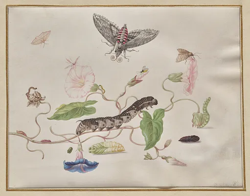 Convolvulus and Metamorphosis of the Convolvulus Hawk Moth
