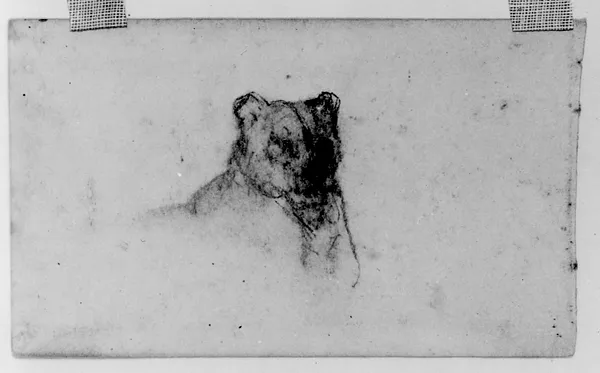 Head of a Lioness
