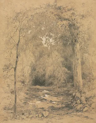 Forest Interior