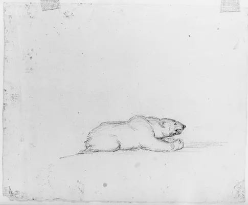 Study of a Bear
