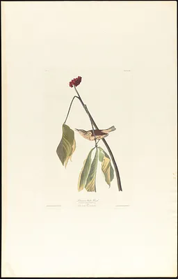 Louisiana water thrush