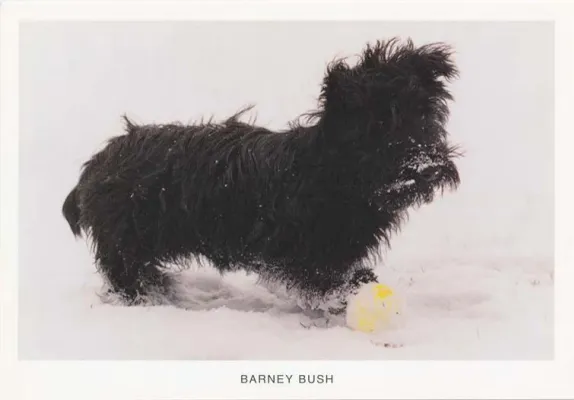 Baseball Cards - Barney Bush