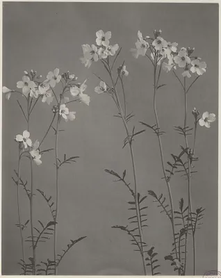 15. Cardamine pratensis, cuckoo-flower