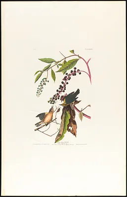Worm eating warbler