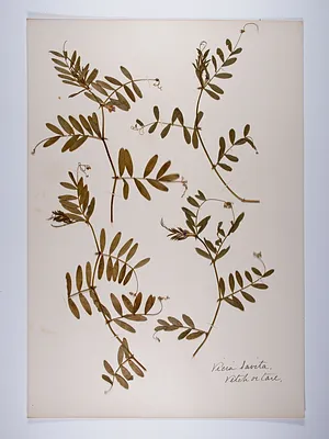 Vicia sativa