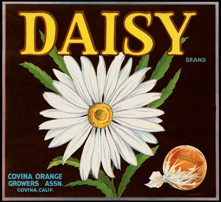 Daisy Brand. Covina Orange Growers Assn., Covina, Calif.