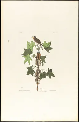 Traill's flycatcher
