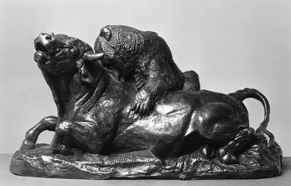 Bull Attacked by a Bear