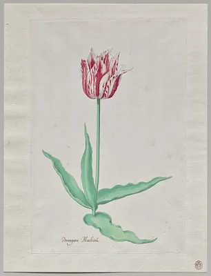 Study of a Tulip (Perregoen Machieu)