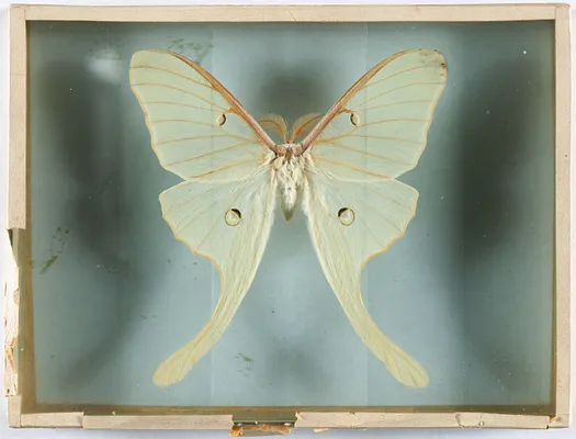Actias luna (Massachusetts)