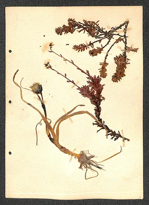 p. 4