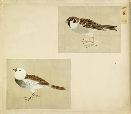 Leaf from Album Depicting Small Birds