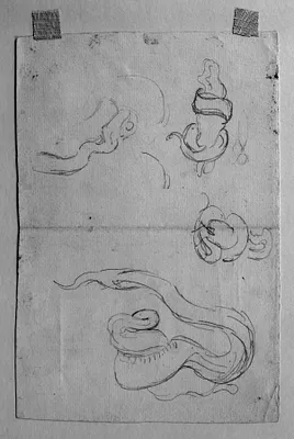 Sketches of Snakes