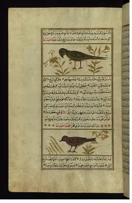 A Parrot and a Nightingale