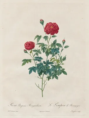 Pompon Rose