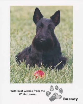 Lithographs - Barney