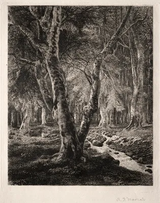 Forest of Pierrefonds