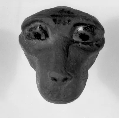 Head of a monkey