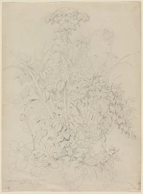 Plant Study