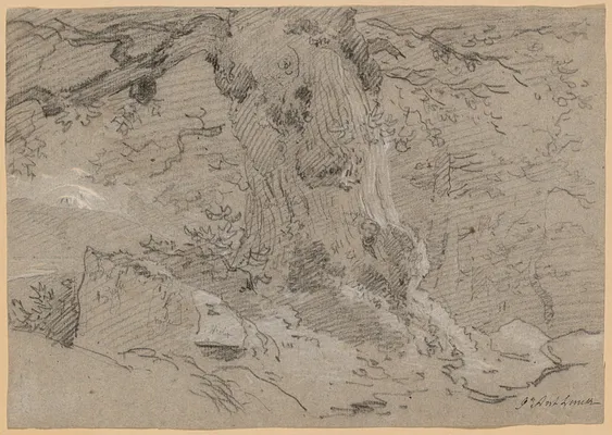 Study of Old Tree Trunk