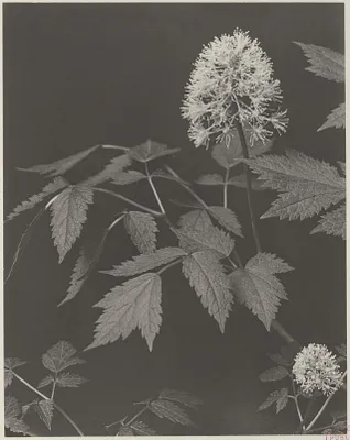 14. Actaea Rubra, red baneberry, cohosh